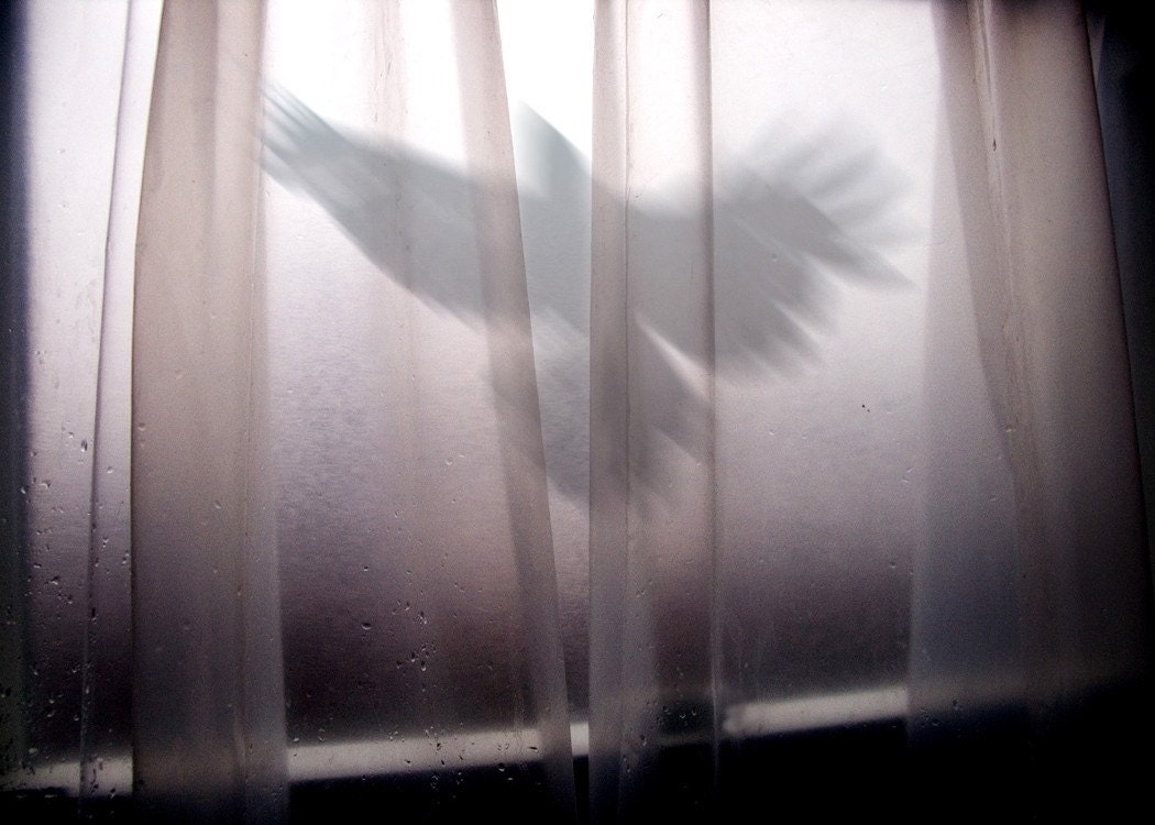 Roost  -  8 x 10 Flying Bird Lilac Silhouette - Limited Edition Print from My Antarctica