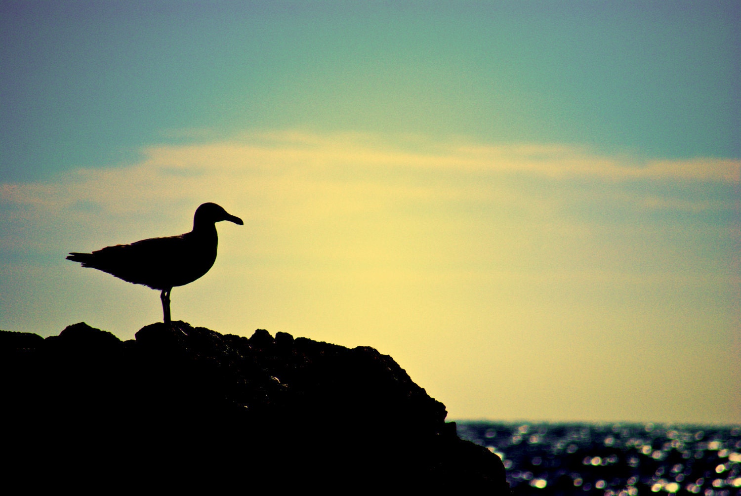 sing because you have a song - fine art photograph- 8x12 - monterrey  -spanish bay- 17 mile drive - california