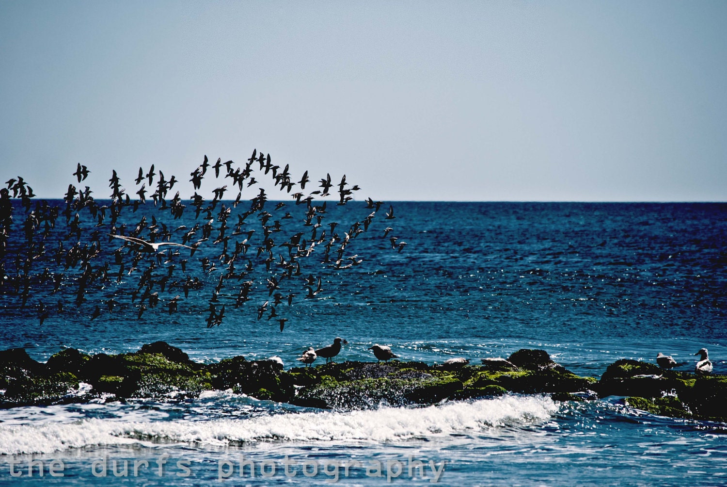 carry the sky - fine art photograph- 8x12- sand piper - sea isle city - new jersey - henry david thoreau