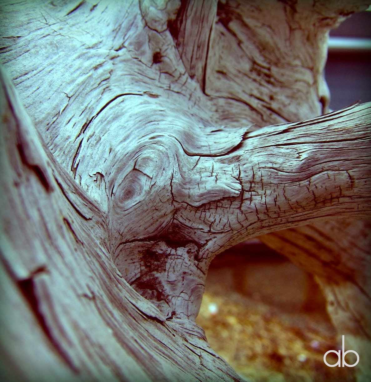 starboard driftwood print 5 x 5