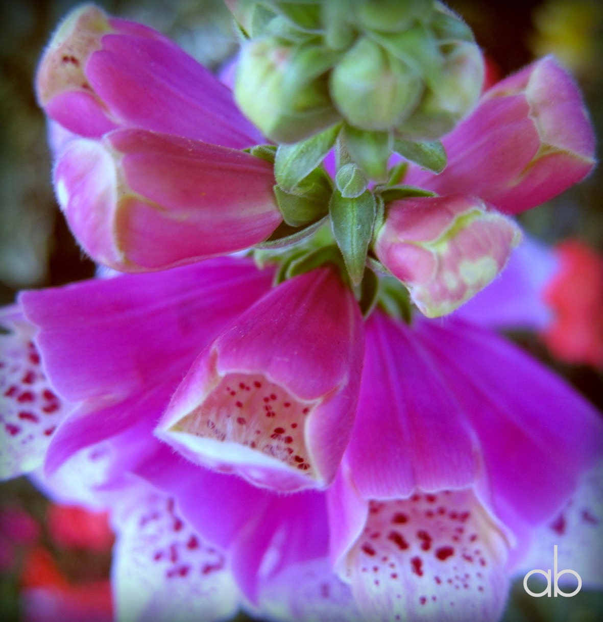 snapdragon print 5 x 5