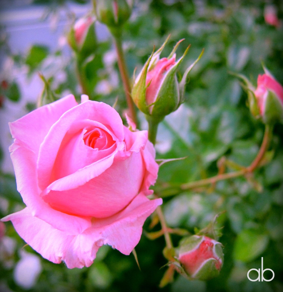 english rose print 5 x 5