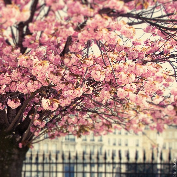 Paris in spring -  Fine Art Photograph
