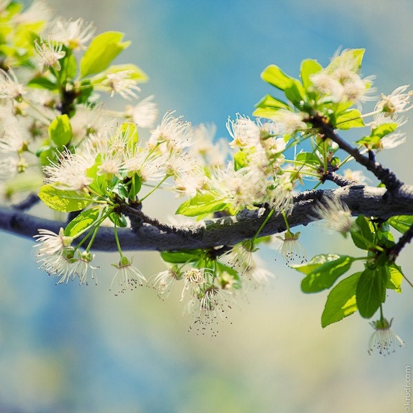 Blossoming branch, close-up view, Fine Art Photograph
