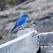 Mountain Bluebird, Yellowstone: 8.5 x 11 Color Photograph - blue - blue and gray - bird on fence - wildlife - fine art photography