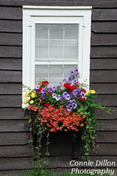 Hugo's Writers Cottages: 8.5 x 11 Color  Photograph - garden - bird houses - colorful - bright - spring - blue  white - fine art photography