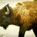 wildlife - animal - buffalo - Yellowstone - brown - snow - bison - winter - The Iconic Buffalo of the West: 8.5 x 11 Color Photograph