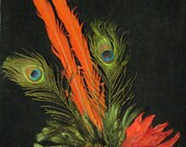 Macaw Tall Red Mask