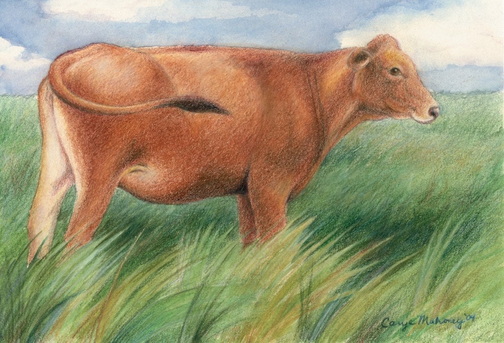 Brown cow standing in a pasture of tall green grass blowing in the wind - Art Reproduction (Print) - "Prairie"