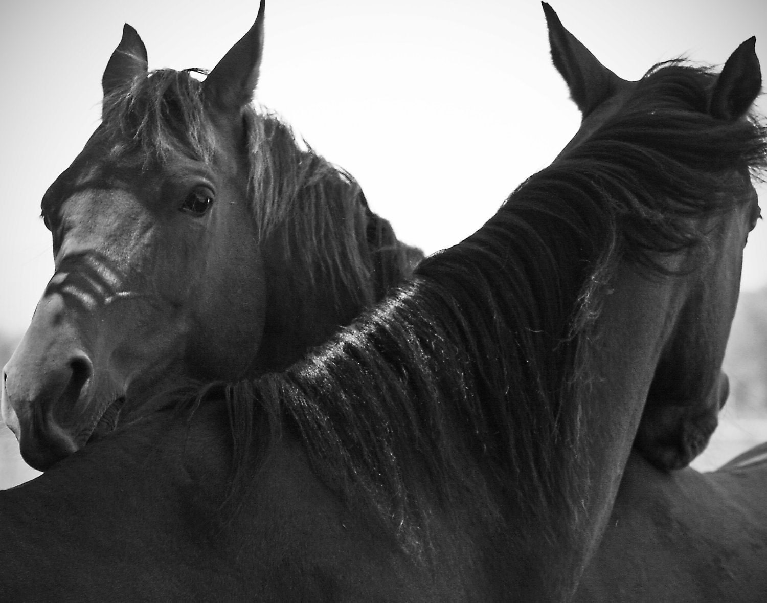 Horse Photography - 11x14 Photo Print - Horses, Nature, Animals, Wall Art, Equine