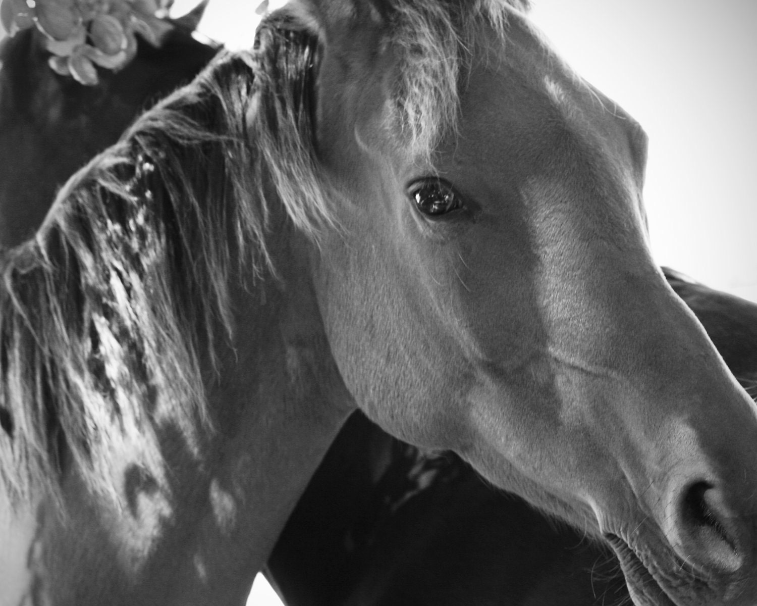 Horse Photography - 8x10 Black & White Photo Print