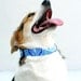 Dog Collar - Mediterranean Blue