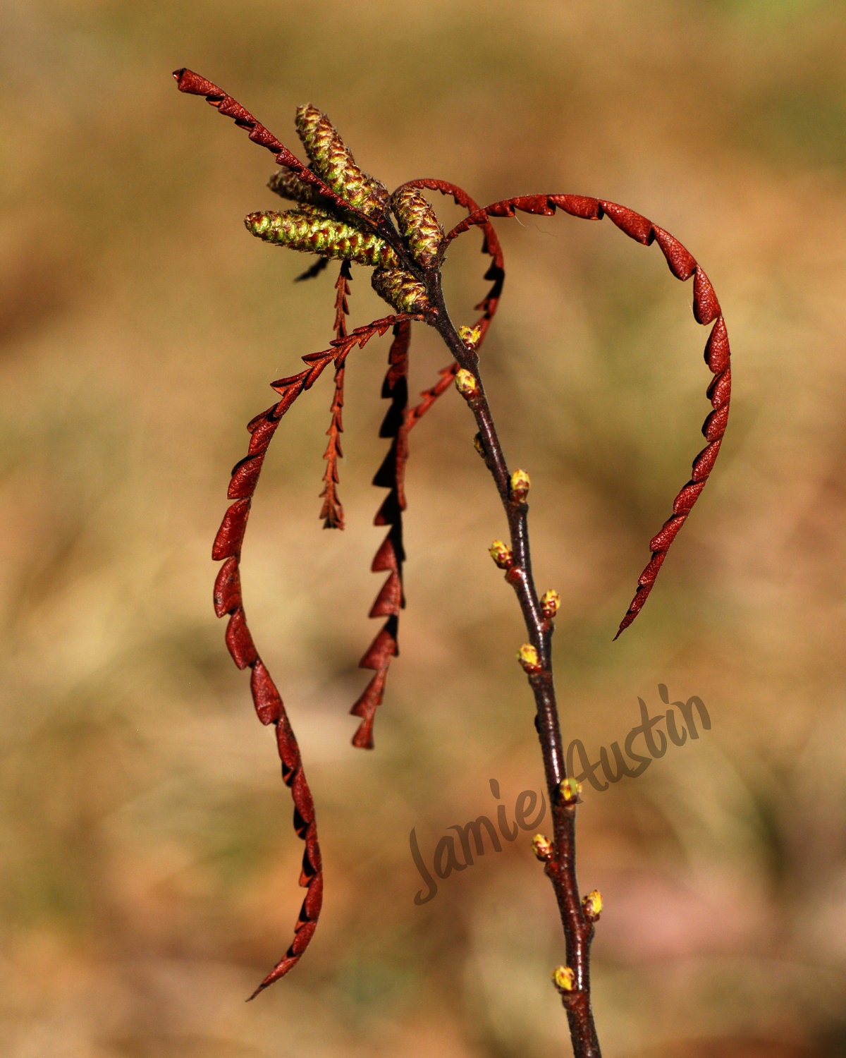 Brown Cascade Wild Plant - 8x10 Fine Art Print