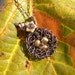 Bird Nest Pendant Necklace, Wire Wrapped, Oxidized Copper, Golden Caramel Freshwater Pearls, Flower, Leaf Accent, Chain Included