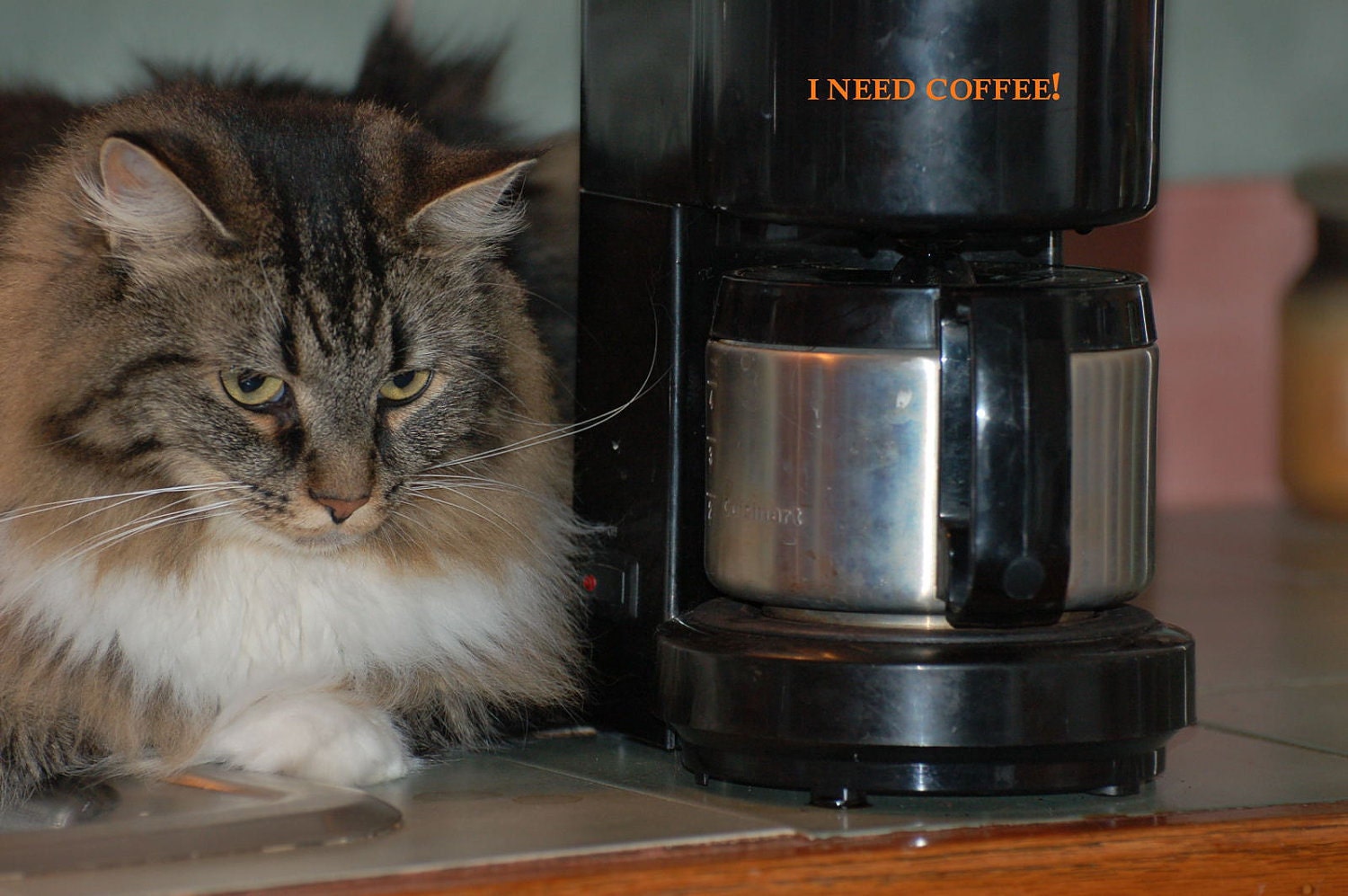 I Need Coffee - Cat sits next to the coffee pot waiting for that first morning cup - 4 x 6 Plastic magnetic frame