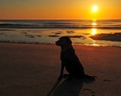First Time at the Beach - Chocolate Lab sits on the beach at sunrise in good ole Cape Cod - 8 1/2 x 11 Fine Art Print