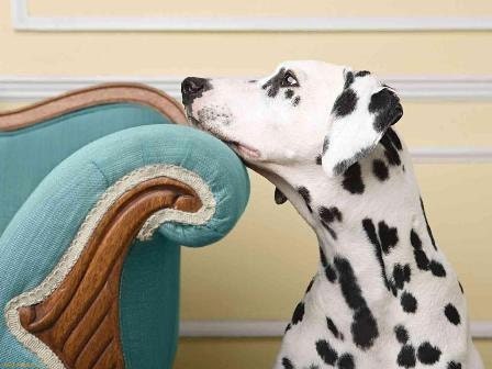 FLEA INSECT Shampoo for your Dog - Puppy - Cat - Kitten - Eco Biodegradable ph Balanced Veterinarian/Professional Groomer Recommended Used