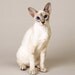Natural Pet Products MEDICATED Rinse REMOISTURIZING For Dogs and Cats - Eco Friendly and Biodegradable Cute Love  tt