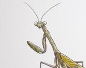 Sneaky Mantis - Mini Panoramic - Archival Print of Original Ink Painting - Insect Art - OniOniOniArt