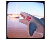 afternoon.on.the.potomac (5 x 5) Photo Art Print Shark Home Decor SHARK WEEK