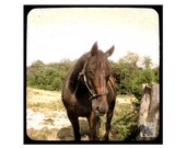 i'm.a.model (5 x 5 Fine Art Print)