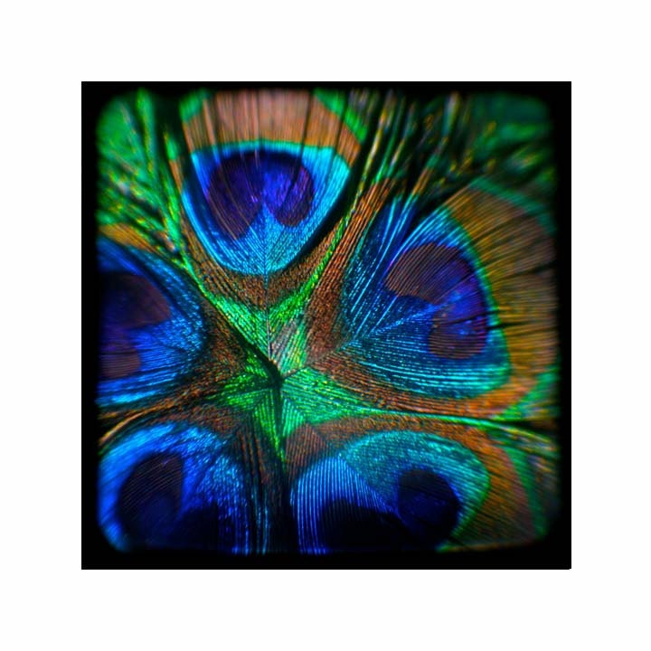 nana's fan (5 x 5 Art Print)