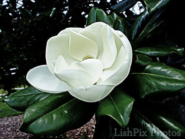 SWEET NOLA MAGNOLIA  6x8