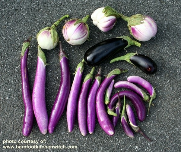 Organic Ping Tung Long Eggplant Seeds