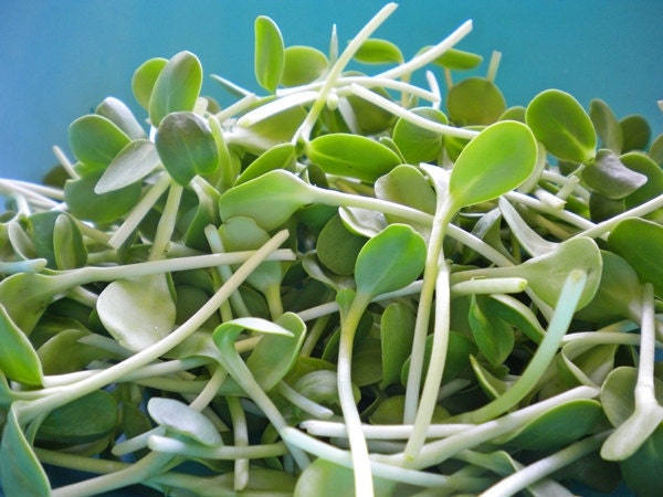 Sprouts - Organic Black Sunflower Seeds for Greens, Shoots, Sprouts - 8 oz.