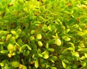 Sprouts - Dill Salad Mix Organic Sprout Seeds - 1 oz.