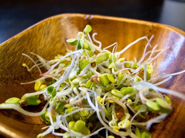 Sprouts - Hotter'n Hot Organic Sprout Seeds - 4 oz.
