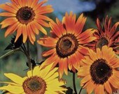 Organic Autumn Beauty Sunflower Seeds