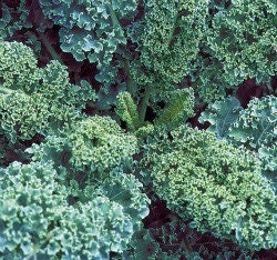 Organic Heirloom Vates - Dwarf Blue Scotch Kale Seeds
