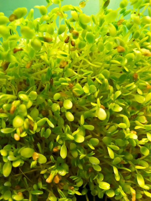 Sprouts - Dill Salad Mix Organic Sprout Seeds - 1 oz.