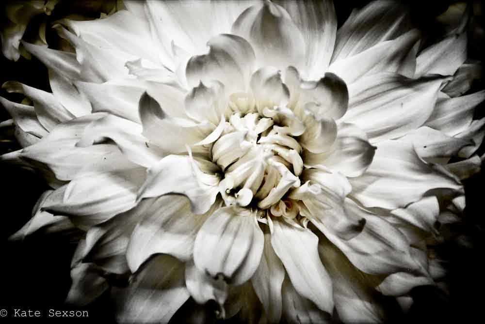 PURE BLOSSOM sml 5x7 Fine Art Photography by Kate Sexson