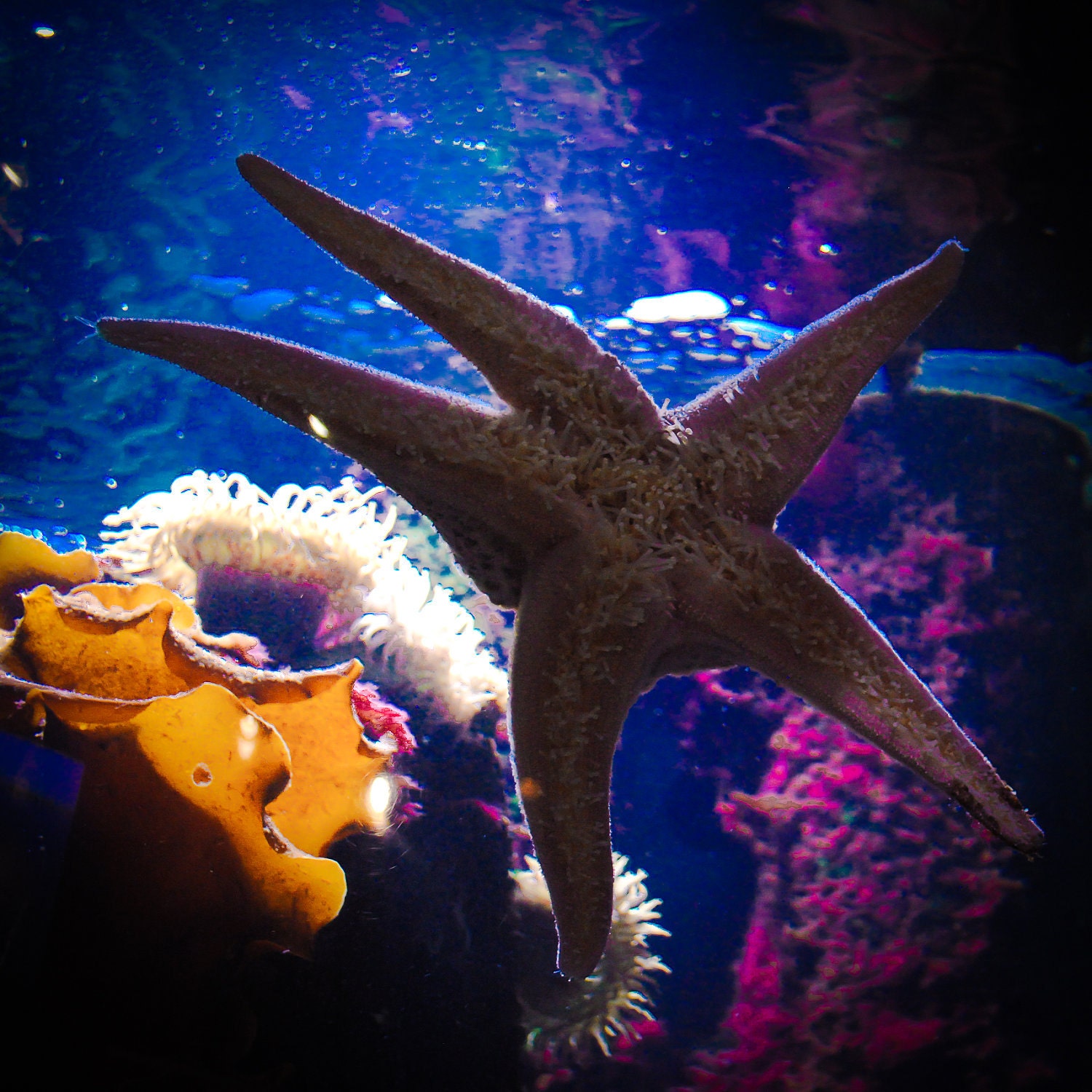 10x10 Colorful Sea Creatures Photo by Kate Sexson FREE Shipping in USA