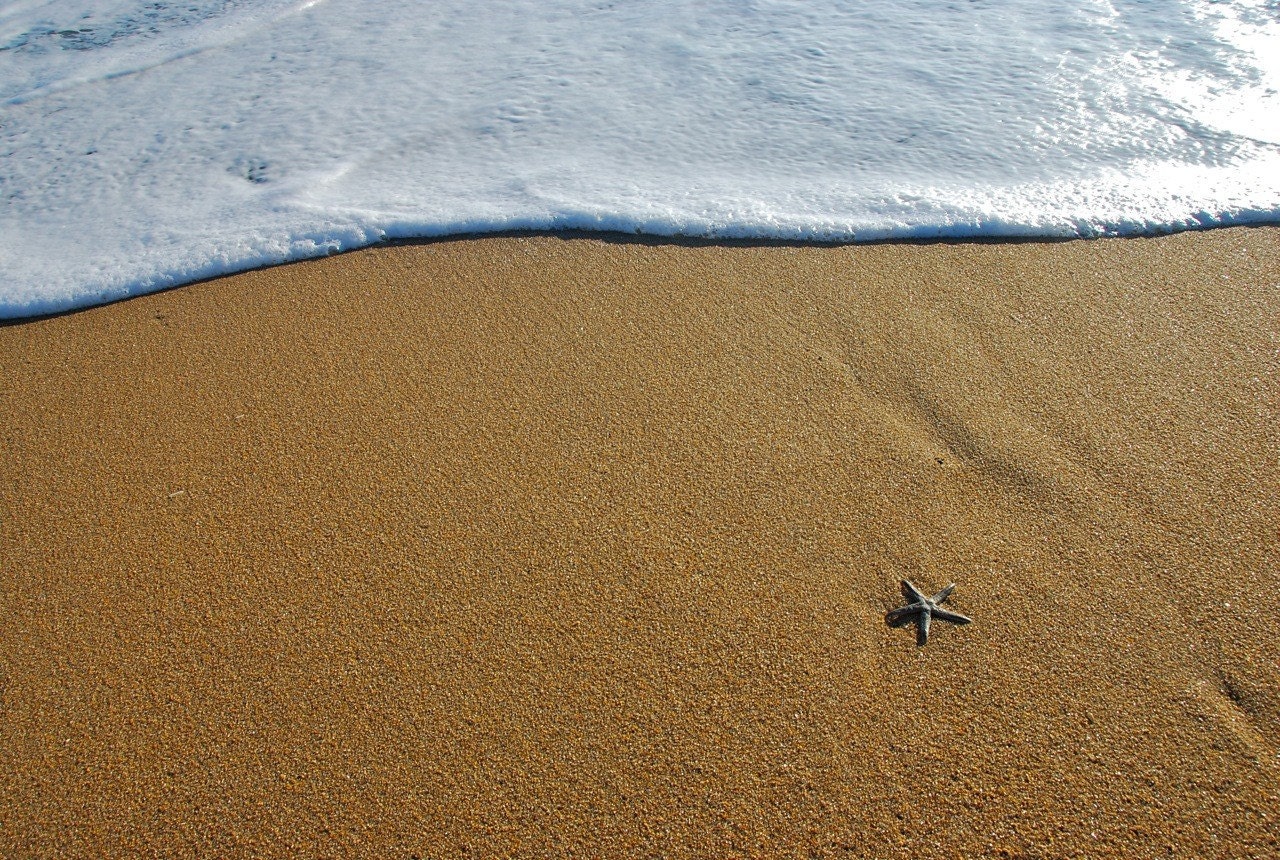 Starfish Dreaming - original photographic print
