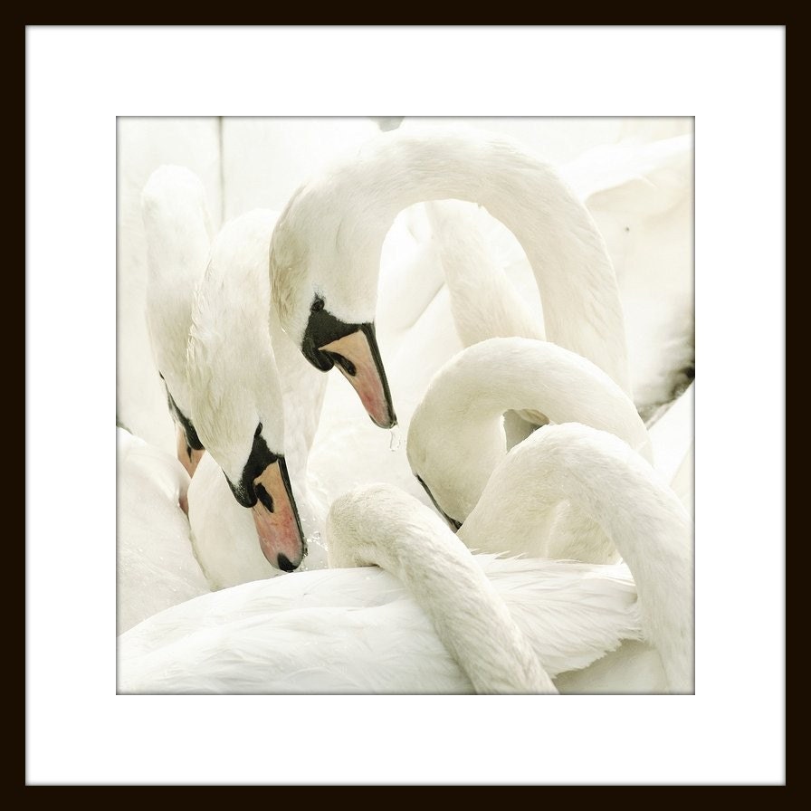 white beauties - Fine Art Photograph - swan bird white romantic soft