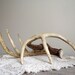 Reserve listing for 3littletrees Only Deer Antlers Vintage Matching Pair Woodland Cabin Cottage Decor Natural Rustic Decor