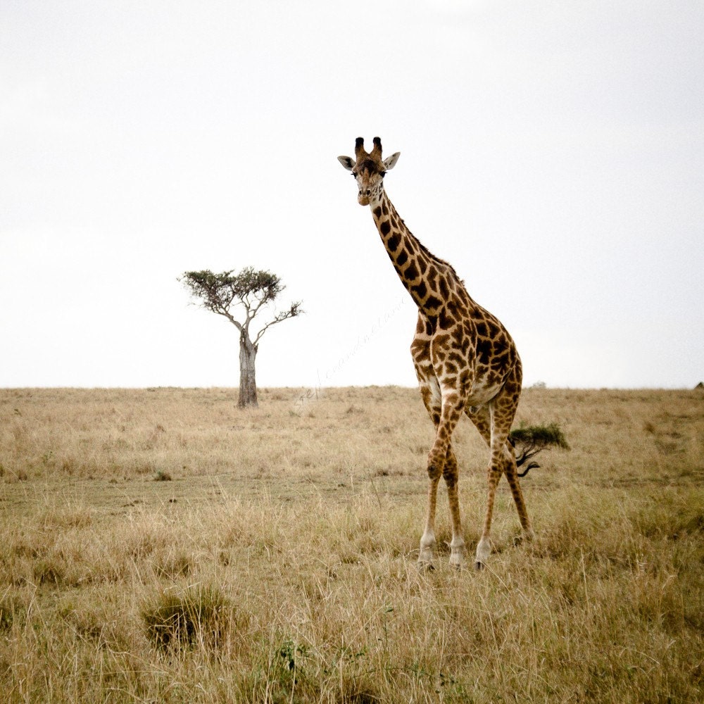 Simply Tall
