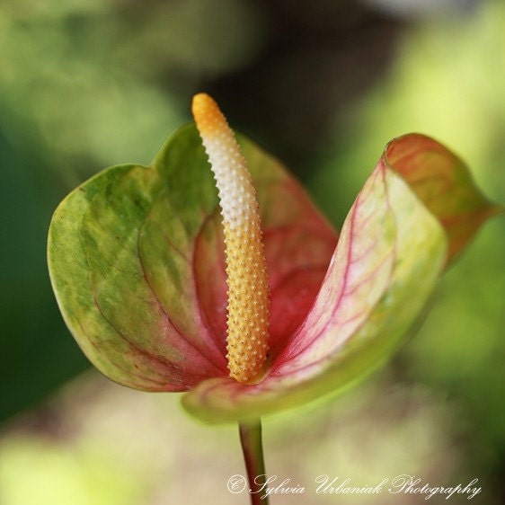 Flower Photography Macro Photograph Nature Photography Green Pink Lily Wall Art  5x5 Fine Art Photography Print