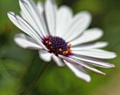 Flower Photography Garden Photography Nature Photo Macro Photograph White daisy green wall art4x6 Fine Art Photography Print