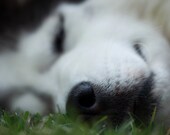 Dog Photography Pet portrait Macro Photograph Siberian Husky white black wall decor home decor- 4x6 Fine Art Photography Print