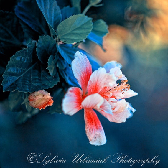 Nature Photography spring blossom flower botanical emerald green blue orange white macro fine art photography print home decor wall art