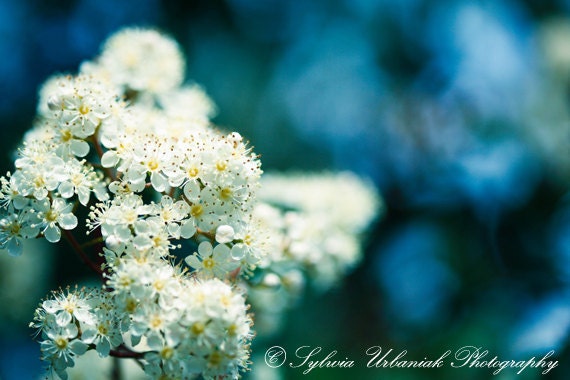 Nature photography flower photograph macro photo spring white flower blue green wall art botanical 4x6 fine art photography print