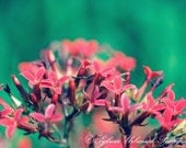 Flower Photography Macro Photography Nature Photography digital Spring Flower Mont Red Wall Art 4x6 Fine Art Photography Print