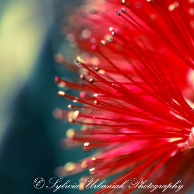 Macro Photography Spring Red Emerald bloom  digital nature photograph wall art 5x5 Fine Art Photography Print