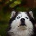 dog photography pet photography nature photo pet portrait Siberian Husky white green black 4x6 fine art photography prints