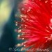 Macro Photography Spring Red Emerald bloom  digital nature photograph wall art 5x5 Fine Art Photography Print