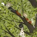 The climbing tree - Illustration print (large size 7.9" x 7.9")